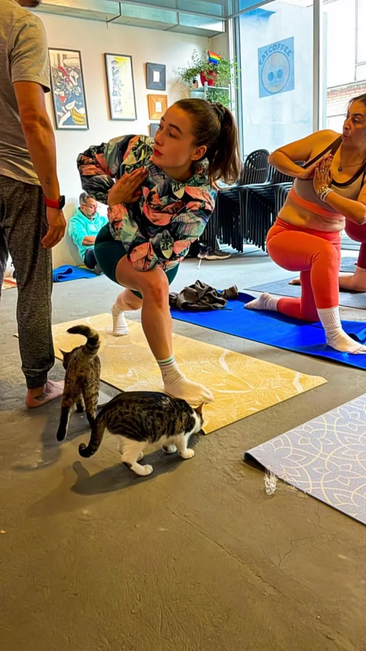 Café cats wandering between mats during yoga at CatCoffee