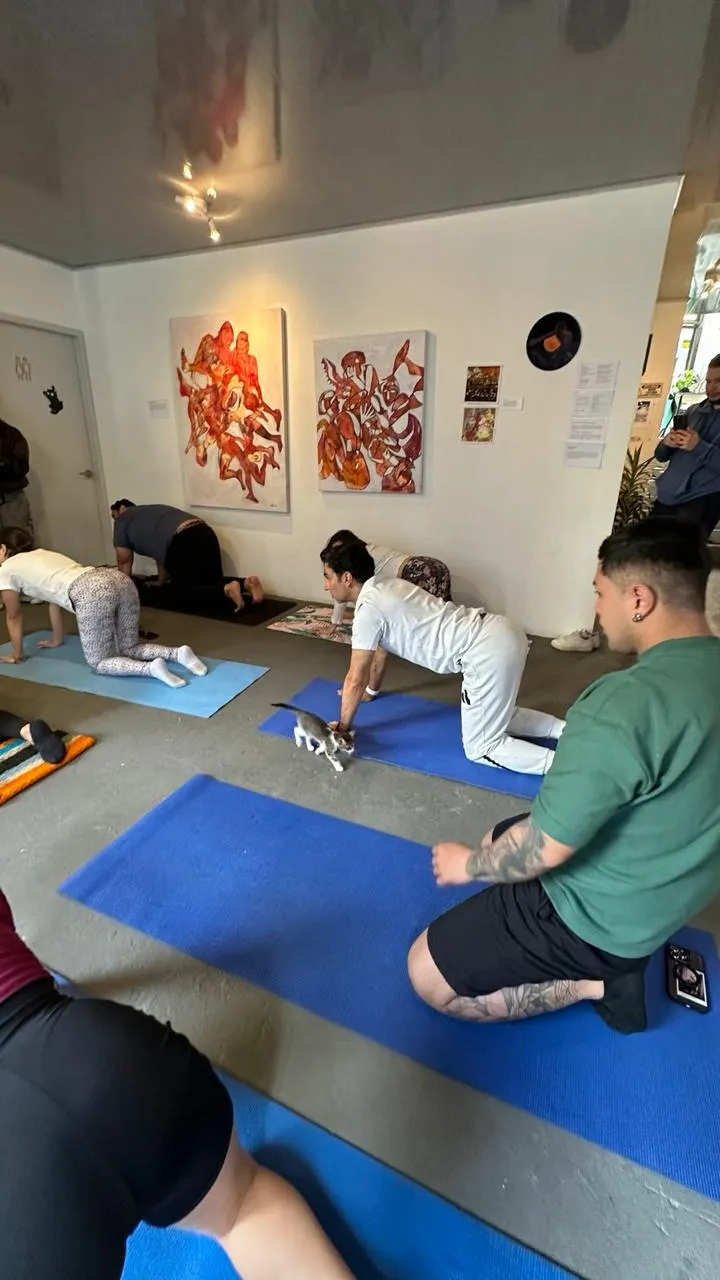 A cat greeting a guest lying on a yoga mat at CatCoffee